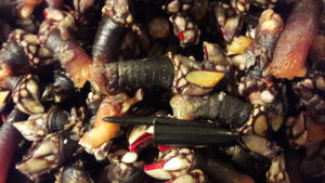 Percebes
