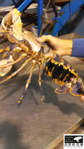Bogavante azul hembra
