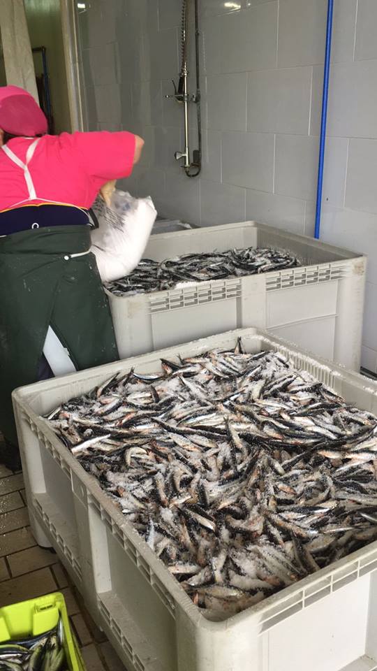 Anchoa de Santoña 2017